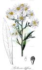 Boltonia diffusa