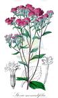 Stevia monardifolia