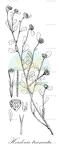 Herderia truncata