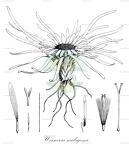 Werneria nubigena
