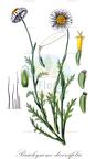Brachyscome diversifolia