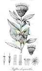 Stifftia chrysantha