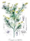 Euryops multifidus