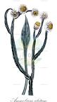 Ammobium alatum