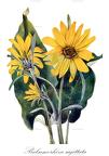Balsamorhiza sagittata