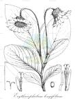 Erythrocephalum longifolium
