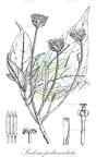 Scalesia pedunculata