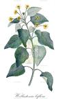 Wollastonia biflora