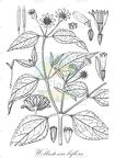 Wollastonia biflora