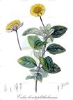 Calea leontophthalmum