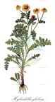 Hybridella globosa