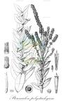 Pterocaulon polystachyum