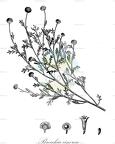 Brocchia cinerea