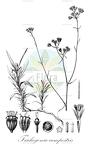 Trichogonia campestris