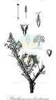 Picrothamnus desertorum