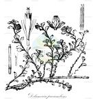 Delamerea procumbens