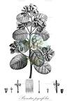 Proustia pyrifolia