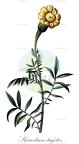 Steirodiscus tagetes