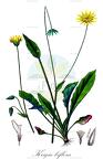 Krigia biflora