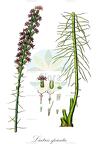 Liatris spicata