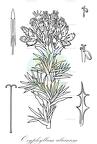 Oxyphyllum ulicinum