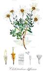 Chiliotrichum diffusum
