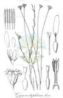 Gymnostephium leve