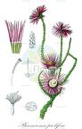 Phaenocoma prolifera