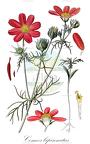 Cosmos bipinnatus