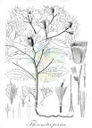Thevenotia persica
