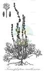 Turaniphytum eranthemum