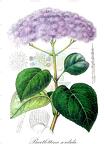 Bartlettina sordida