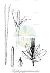 Lophopappus cuneatus