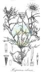 Hirpicium echinus