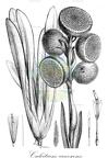 Culcitium canescens