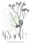 Centauropsis lanuginosa
