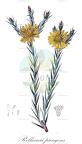 Relhania pungens