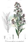 Vernonanthura serratuloides