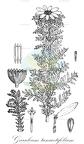 Garuleum tanacetifolium