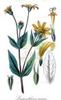 Lasianthaea aurea