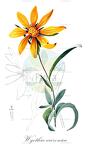 Wyethia arizonica