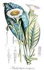 Pachystegia insignis
