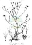 Oxypappus scaber