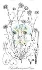 Thiseltonia gracillima