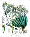 Arnoglossum plantagineum