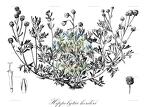 Hippolytia herderi