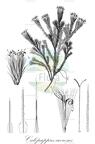 Calopappus acerosus