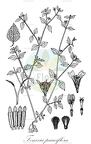 Fenixia pauciflora