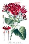 Pericallis hybrida