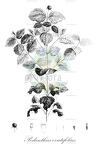 Podanthus ovatifolius